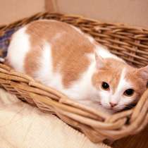 Котики Каспер и Калистра, в Москве