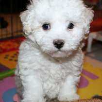 Бишон фризе Тобольск, в Тобольске