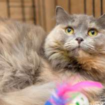 Вам точно нужна Британи, в Москве