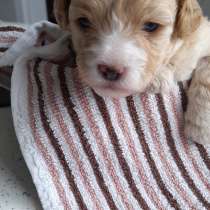 Пудель карликовый, в Москве