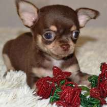 Чихуахуа Кемерово, в Кемерове