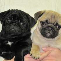 Мопс Пскове, в Пскове