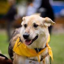 Собака Марго ищет дом, в Москве