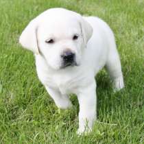 Лабрадор Магадан, в Магадане