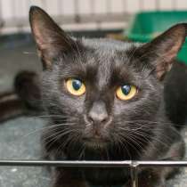 Кот Бернардино, выживший вопреки прогнозам врачей, в Москве