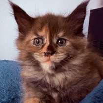 Котенок Мейн-кун, в Ростове-на-Дону