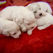 Щенки Бишон Фризе, в Хабаровске