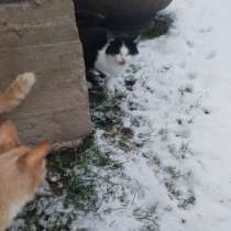 SOS!Очень нужна помощь. Нужен дом/передержка. Котенок в дар, в г.Минск