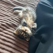 Котенок, в Йошкар-Оле