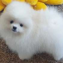 Щенки померанского шпица, в Санкт-Петербурге