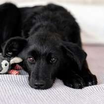 Маленькая Молли ищет свой дом!, в Москве