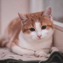 Ласковый котенок Соня ищет дом, в г.Москва