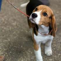 Бигль Биробиджан, в Биробиджане