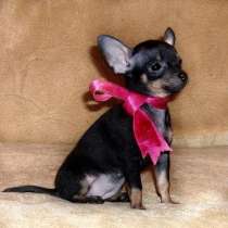 Той терьер Владимир, в Владимире