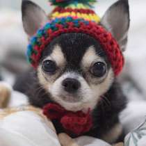 Чихуахуа Кызыл, в Кызыле