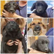 Щенки в поисках хозяина, в Москве