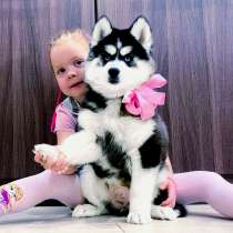 Красавчики сибирские хаски, в Оренбурге