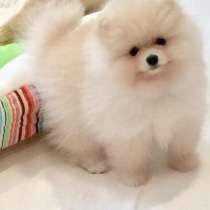 Померанский шпиц, девочка, в Москве