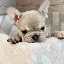 Французские бульдоги щенки 2.5мес, в Санкт-Петербурге