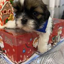 Мальчики Ши-тцу, в Пензе
