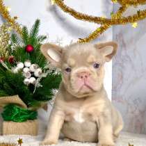 Щенки французского бульдога, в Железнодорожном