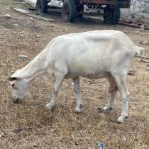 Козы, в Баксане