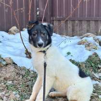 Белый щенок Молли в добрые руки, в Москве