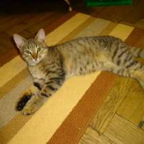 Отдам даром Полосатый котик 7 мес, в дар., в Санкт-Петербурге