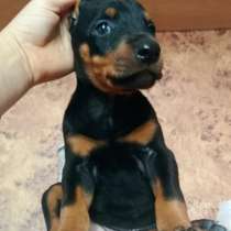 Доберман, в г.Уссурийск