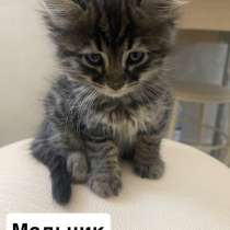 Бесплатно в хорошие руки ￼, в Грозном