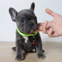 Щеночки Французского Бульдога, в Нижнем Новгороде