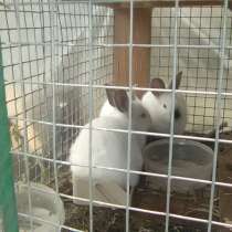 Кролики, в Урюпинске