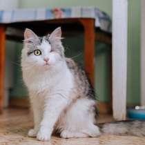 Трехцветная и необычная кошечка Юкки в дар, в Москве