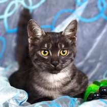 Скромный котик Пепси ищет дом, в Москве