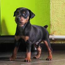 Пинчер Магнитогорск, в Магнитогорске