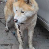 Пропала собака - большая рыжая с розовым носом, в Ростове-на-Дону