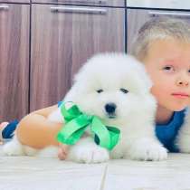 Красивые самоедики в продаже, в Нижнекамске