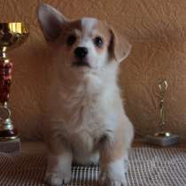 Puppies Welsh Corgi Pembrok, в Ростове-на-Дону