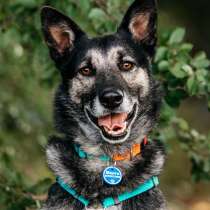 Монти ждёт своего человека, в Москве