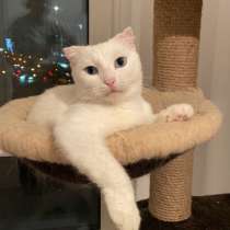 Белый ангел Поэзия в добрые руки, в Москве