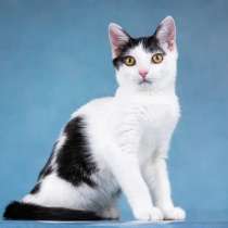 Милый котенок Пончик в добрые руки, в г.Москва