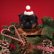 Мини девочка малый брабансон, в Москве