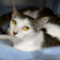 Кэрри стремится к домашнем счастью, в Москве