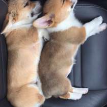 Корги Калуга, в Калуге