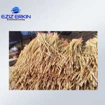 Сорго для производства веников, в г.Париж