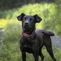 Изящная черная собачка малышка Лили в добрые руки, в Москве