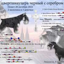 Щенки цвергшнауцера черный с серебром / бронирование, в Москве