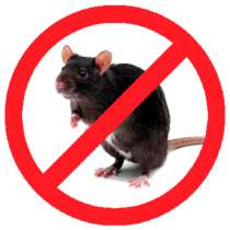 Крысы. Грамотное, эффективное уничтожение крыс. Скидки, в Москве