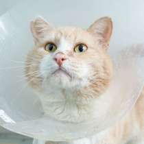 Котёнок Руфино ищет дом, в Москве