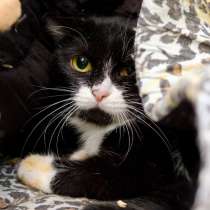 Трогательная Ферреро ищет любящую семью, в Москве